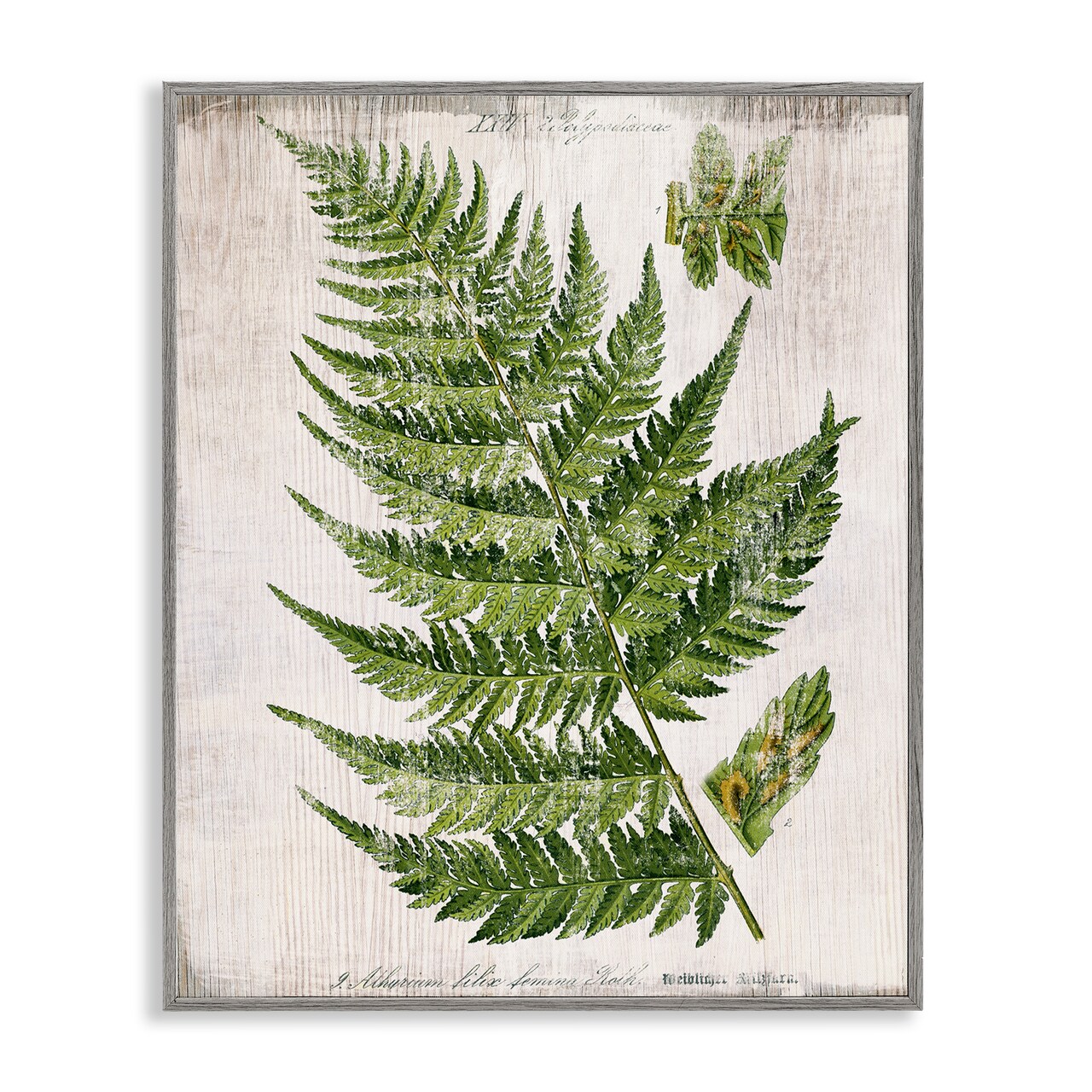 Stupell Industries Distressed Fern Leaf Framed Giclee Wall Art Design by Susan Arnot